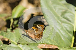 Baronet Butterfly on Leaf photo