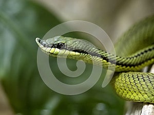 BaronsÂ´ green Racer, Philodryas baroni, has a distinctive growth on the muzzle