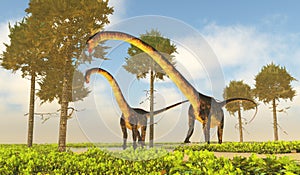 Jurassic Period Barosaurus Dinosaurs Eating Foliage photo