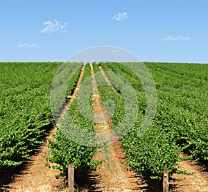 barossa Grape vines in rows