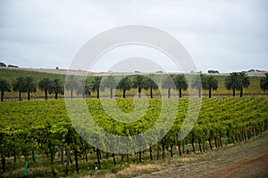 Barossa Valley