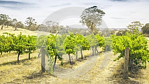 Barossa Valley