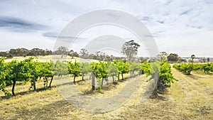 Barossa Valley