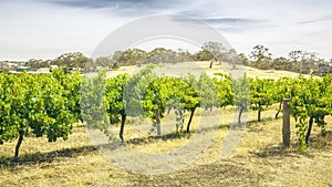 Barossa Valley