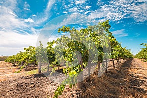 Barossa valley grapevines