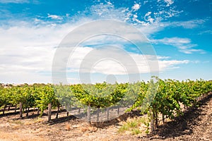 Barossa valley grapevines