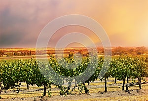 Barossa Valley rows of grape vines.