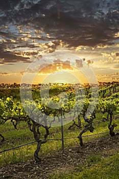 Barossa Vineyards at sunset