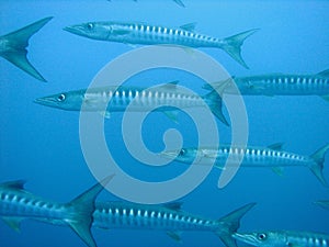 Barracuda