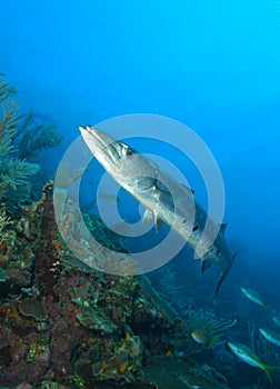 Barracuda photo