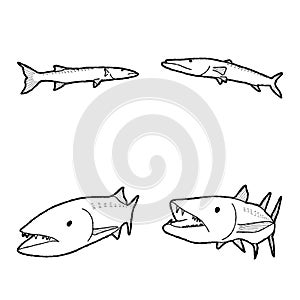 Barracuda Animal Vector Illustration Hand Drawn Cartoon Art