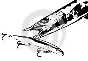 Barracuda attacking lure vector