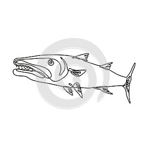 Barracuda or Cuda Predatory Ray-Finned Fish Viewed from Side Continuous Line Drawing