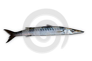 Barracuda fish Sphyraena isolated on white photo