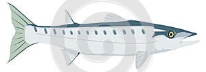 barracuda fish vector illustration transparent background