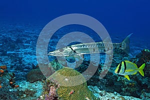 Barracuda) and Porkfish - Cozumel photo