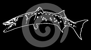 Barracuda cuda fish predator on black background photo