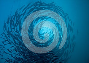 Barracuda school circling