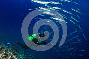 Barracuda school of Fish underwater