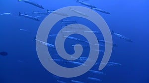 Barracuda shoal underwater