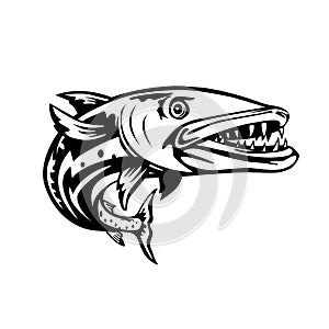 Barracuda or Sphyraena Barracuda Swimming Up Woodcut Retro Black and White