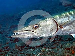 Barracuda