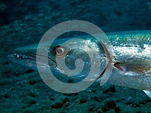 Barracuda