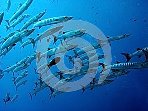 Barracuda underwater