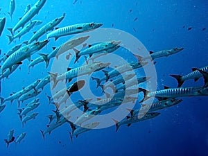 Barracuda underwater photo
