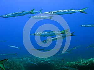 Barracudas