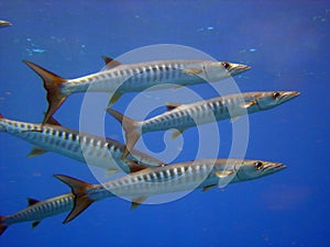 Barracuda 