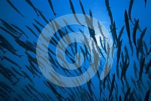 Barracudas and sunlight