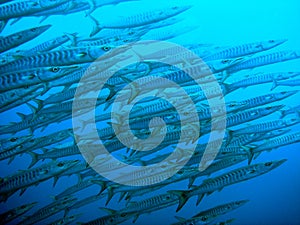 Barracudas swimming to surface