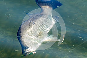 Barramundi or Asian sea bass