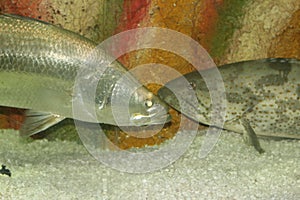 The barramundi or Asian sea bass is a species of catadromous fish in family Latidae of order Perciformes photo