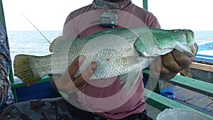 Barramundi caught by recreational angler.