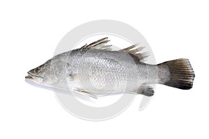 Barramundi fish