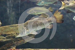 Barramundi fish photo