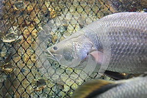 Barramundi fish photo