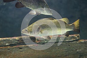 Barramundi fish photo