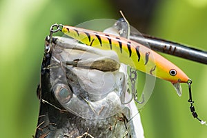 Barramundi hooked on a fishing lure