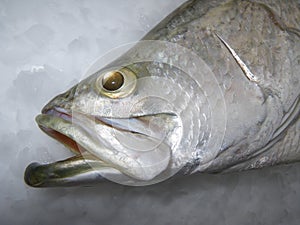 Barramundi on ice photo