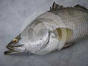 Barramundi on ice