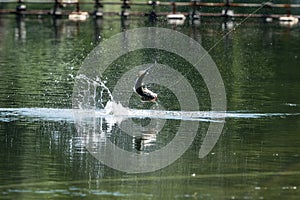 Barramundi jumps into the air