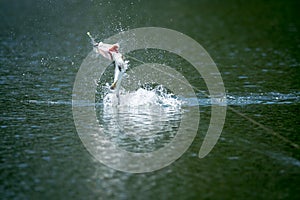 Barramundi jumps into the air