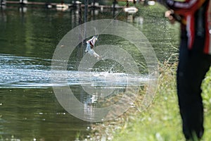 Barramundi jumps into the air