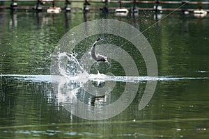 Barramundi jumps into the air