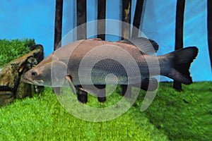 Barramundi (Lates calcarifer) or Asian sea bass swims in the water photo