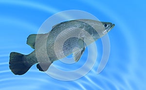 Barramundi