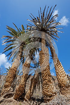 Barranco de la Madre del Agua oasis on the island of Fuerteventura